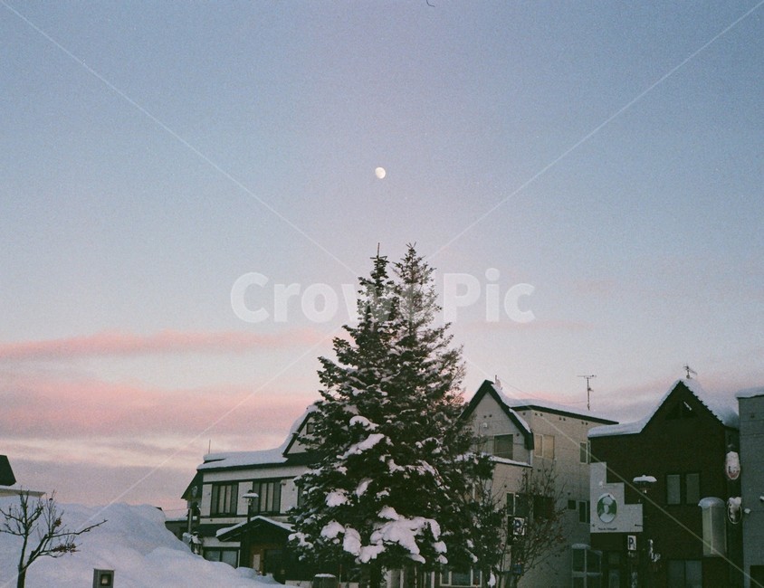 눈,북해도,필름,나무,겨울,비에이,일본,달,노을,japan,winter,moon,겨울,계절,winter,season