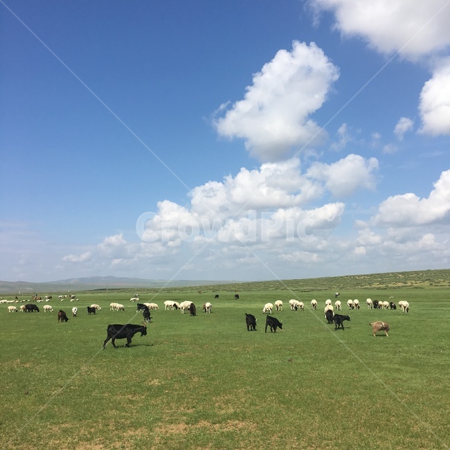 동물,염소,자연,grassland,농장,가축,몽골,목축업,목장,livestock farming,ranching,pasture