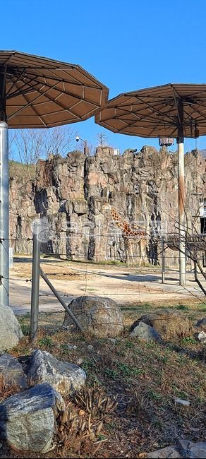 giraffe,animal,Zoo,Seoul Zoo,mammalia