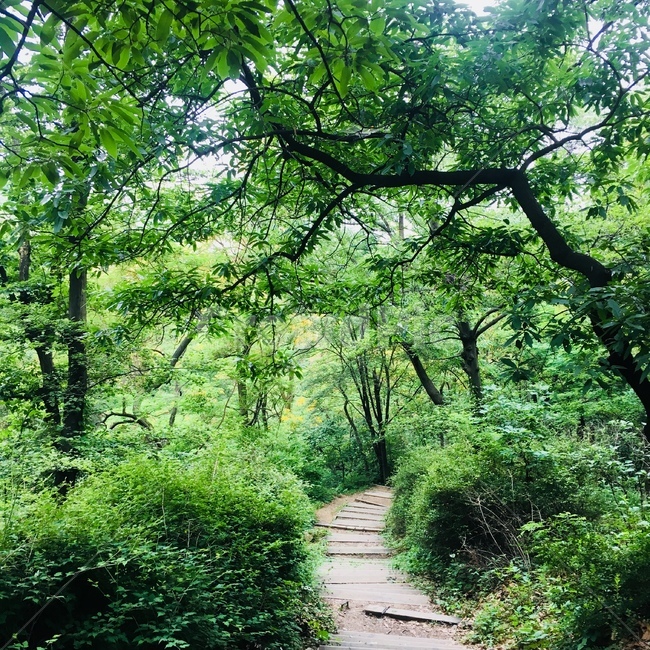 outdoors,옥외,garden,정원,arbour,정자,vegetation,초목,plant,식물,한국자연관광,한국자연풍경,풍경,맑음,여름,봄,가을,자연,산,등산,조화,자연풍경,계절,자연,풍경,nature,landscape