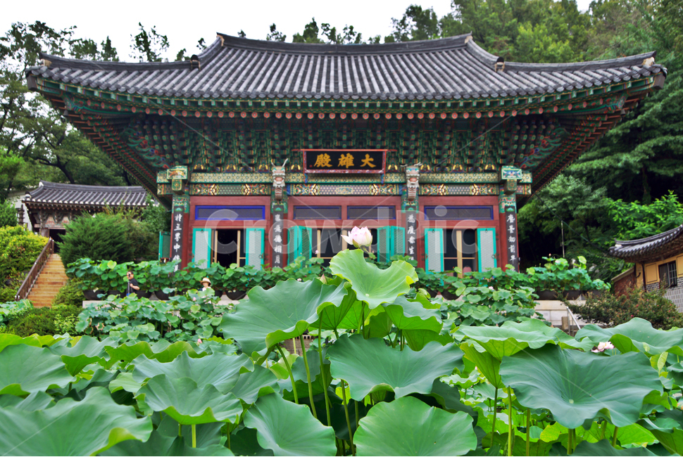 봉원사,안산,대웅전,연꽃축제,태고종,법당,한국전통,한국문화,korean traditional,korean culture,건축물,건물외관,exterior,building,structure,architecture,construction