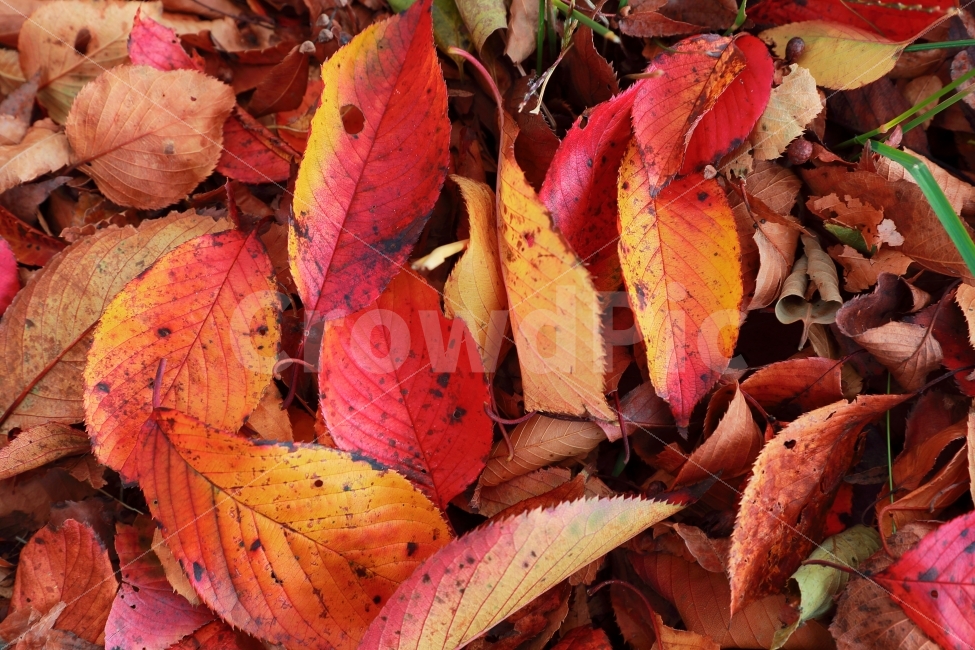 지리산,천은사,낙엽,단풍,붉은,가을,계절,fall,autumn,season,식물,자연,plants,nature,leaf,잎,plant,veins,정맥