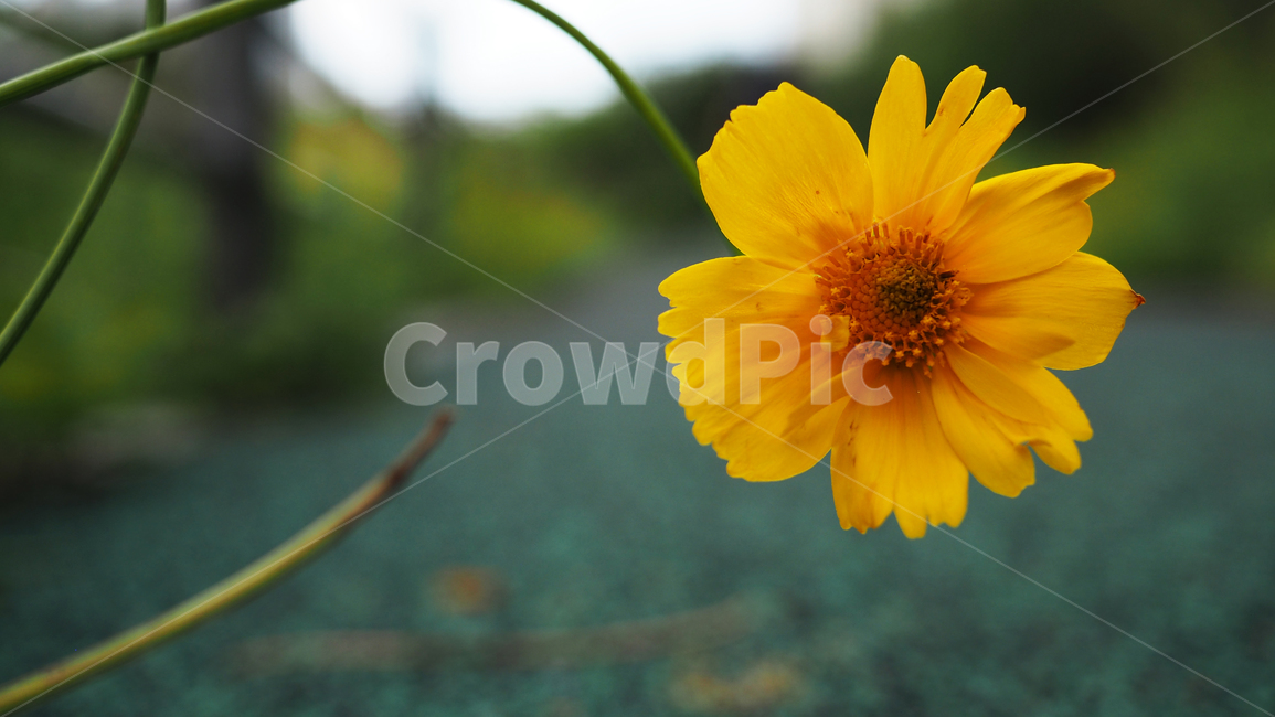 야생화,꽃,노란색,wildflower,flowers,yellow