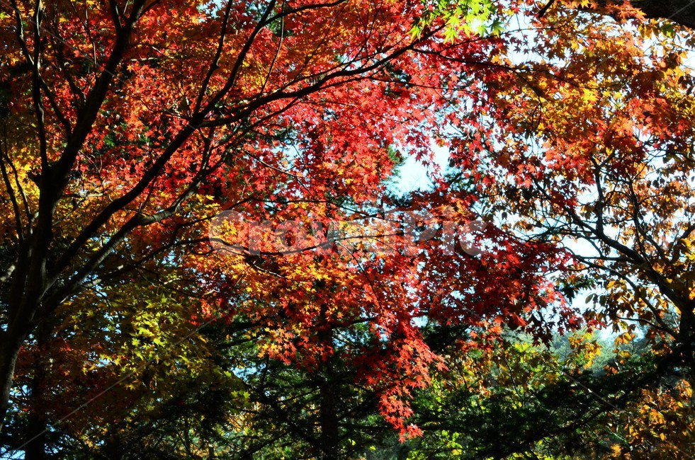 단풍나무,단풍나뭇과,가을,가을단풍,산,자연,autumn,가을,계절,fall,autumn,season,plant,식물,leaf,잎,tree,나무,maple,단풍