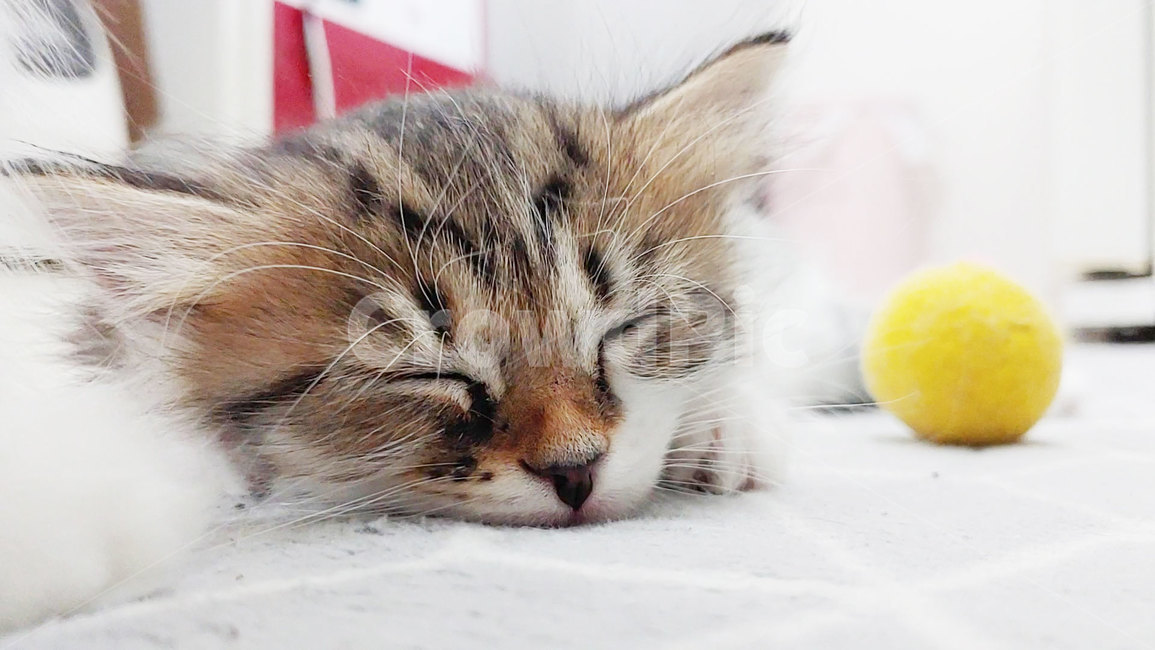 cat,고양이,포유류,동물,animal,pet,ball,공,새끼고양이,취침,털,수염,잠,동물,animal,포유류,mammal,고양이,cat,kitten,kitty