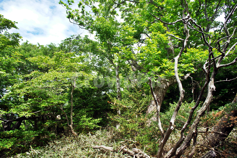 숲,자연,나무,식물,고목,제주,사라오름,자연,풍경,nature,landscape,tree,plant,vegetation,초목,tree trunk,나무 줄기
