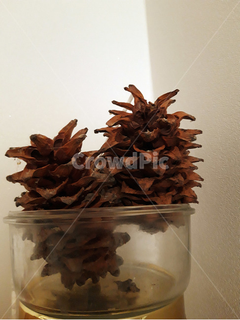 솔방울,갈색,자연,클로즈업,투명그릇,그릇,브라운,cone,brown,nature,closeup,과일,열매,fruit