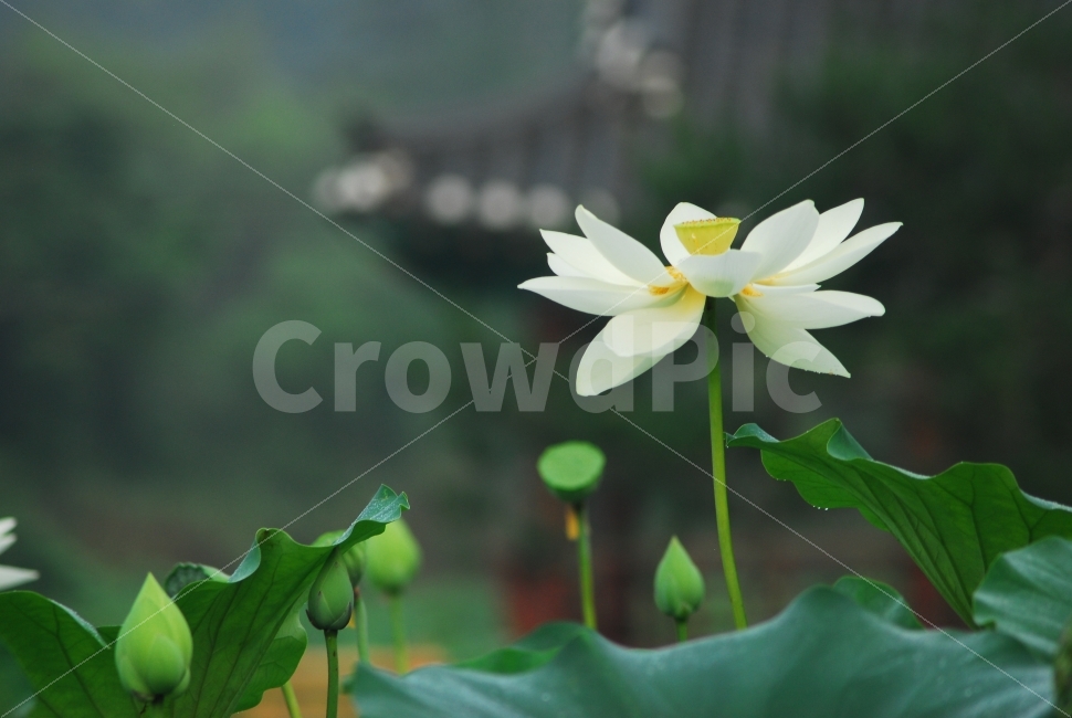 백련,연꽃,흰연꽃,수생식물,자연,식물,자연,plants,nature,꽃,flower