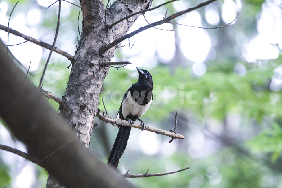 까치,새,조류,자연,생태,나무,bird