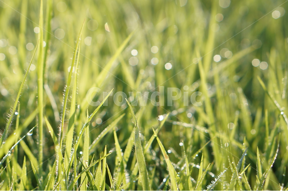 아침,이슬,잔듸,햇빛,빛망울,풍경,식물,자연,plants,nature,휴식,힐링,rest,relaxation,healing