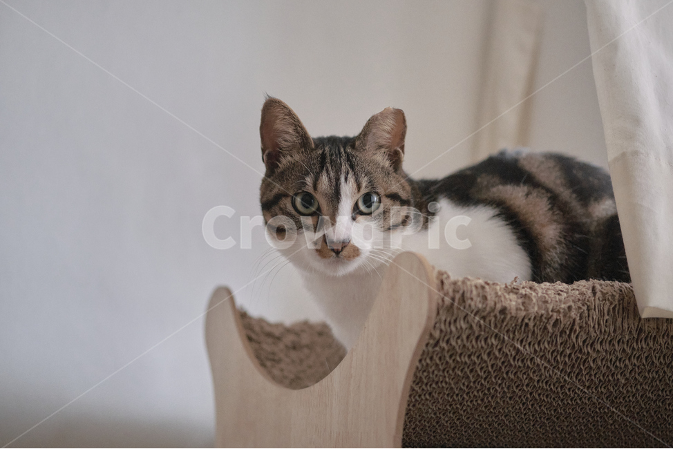 cat,고양이,pet,애완동물,animal,동물,home,집,동물,animal,포유류,mammal,고양이,cat,kitten,kitty