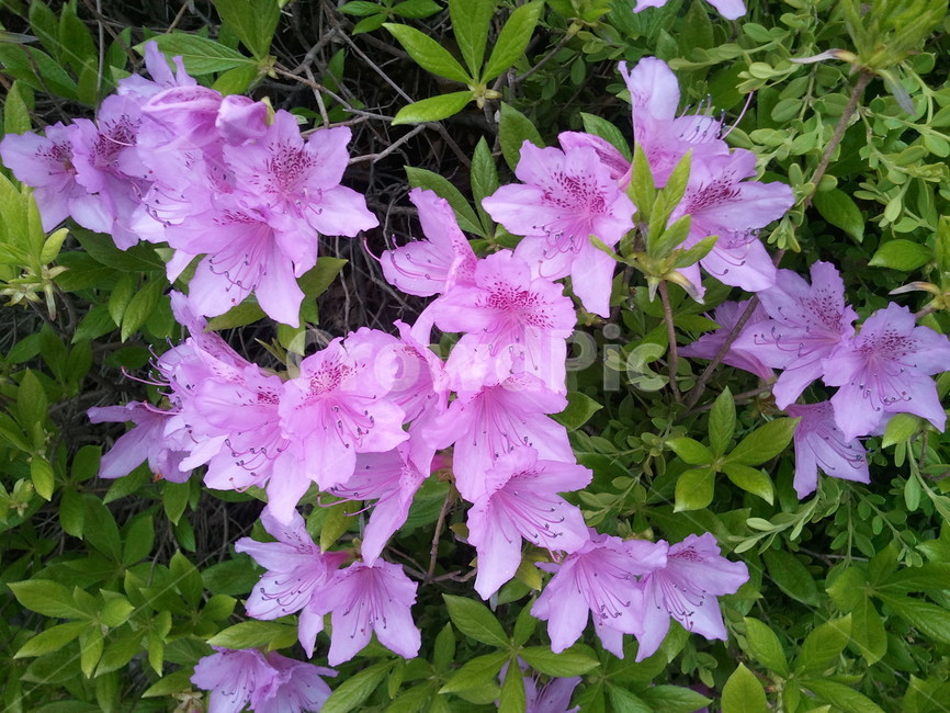 진달래,참꽃,두견화,낙엽성관목,식물,분홍색꽃,koreanrosebay,식물,자연,plants,nature,꽃,flower