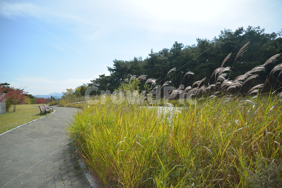 산책,예쁜길,바람,갈대,맑은날