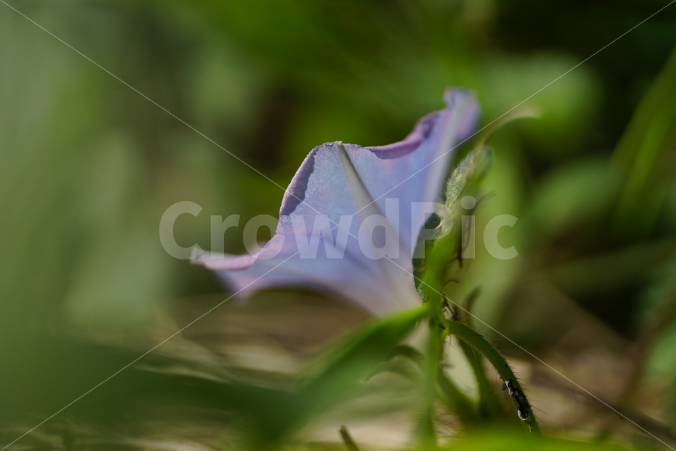 꽃,꽃사진,플라워,식물,이파리,flower,flowers,plants,plant,snap,snapshot,스냅,스냅사진,스넵,스넵사진,감성,감성사진,자연,풍경,nature,landscape,가을,가을꽃,계절,season,fall,autumn,나팔꽃,10월,October,꽃밭,가든,정원,flowerbed,flowergarden,식물,자연,plants,nature,꽃,flower