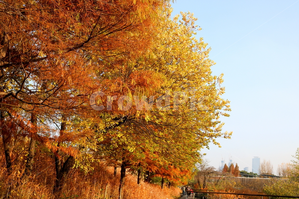 메타세쿼이아,메타세콰이아,나무,식물,수삼나무,자연,풍경,단풍,가을,낙엽수,침엽수,메타세콰이어,공원,선유도공원,산책길,가을,계절,fall,autumn,season,자연,풍경,nature,landscape,식물,plants,tree,plant,maple