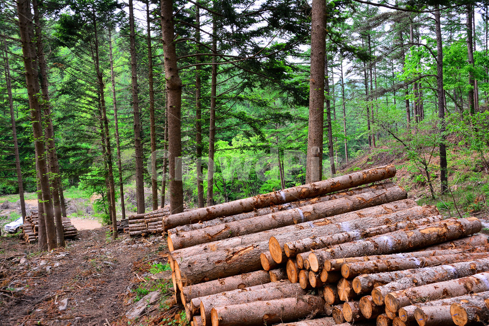 산업,벌목지대,벌목,나무,목재,임업,숲,산속,침엽수,나이테,단면,우드,wood,tree,forestry,industry,적재,쌓다,보관,간벌,자연,풍경,nature,landscape