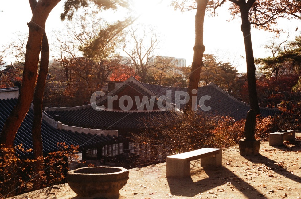 궁궐,고궁,자연,나무,건축물,건물,빌딩,나무줄기,architecture,flim,building,nature,tree,plant