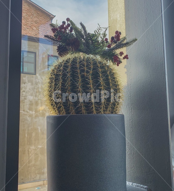 감성,감성사진,선인장,cactus,화분,실내용화초,화분,화초,house plant