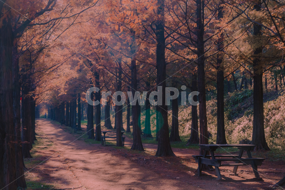 메타세콰이어,단풍,가을,길,light,빛,flare,플레어,가을,계절,fall,autumn,season,자연,풍경,nature,landscape