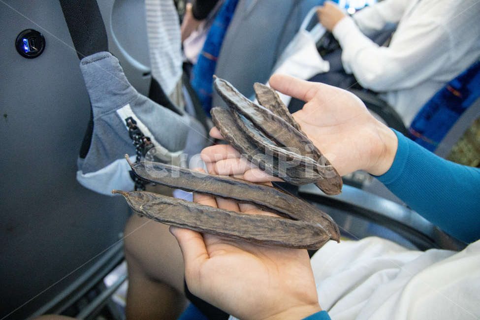쥐엄나무,쥐엄나무열매,이스라엘,특산품,탕자