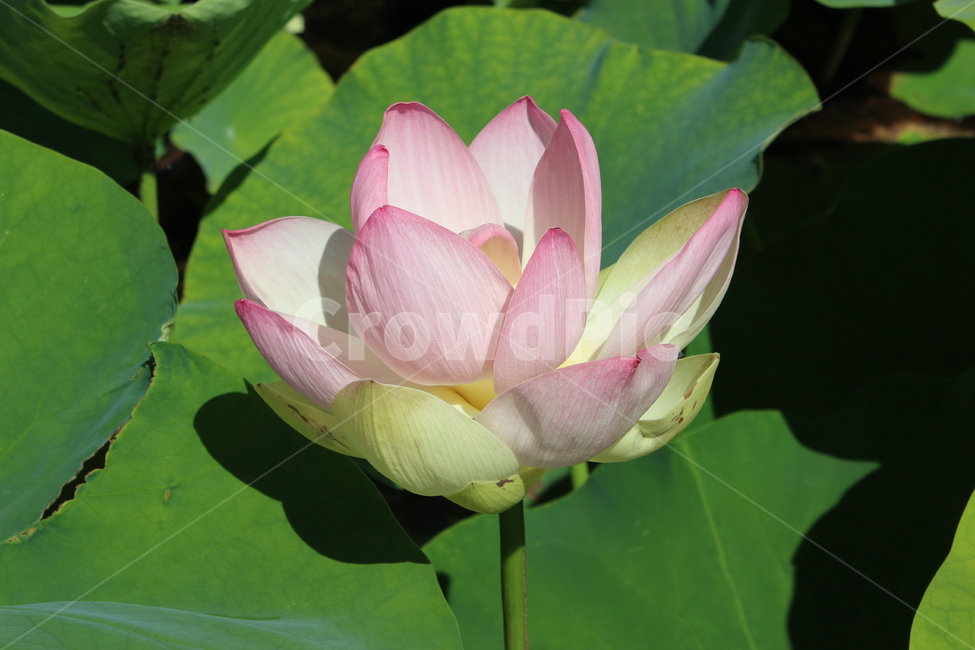 연꽃,연못,연잎,불교,꽃,식물,분홍,flower,plant,한국적인,힐링,만개,접사,자연,풍경