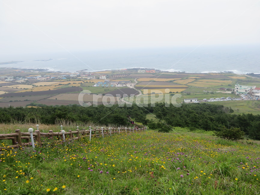 제주,우도,풍경,여름,목초지,nature,countryside,grassland,자연,풍경,nature,landscape,field,들,outdoors,옥외,farm,농장,rural,농촌