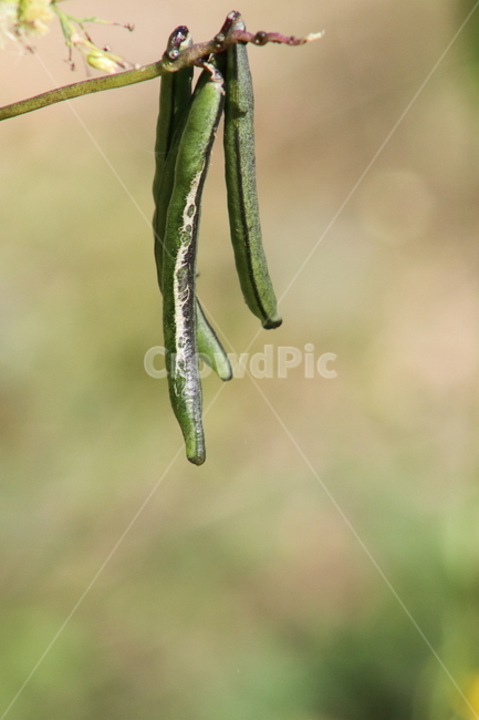 팥,콩,열매,농작물,redbean,식물,자연,plants,nature