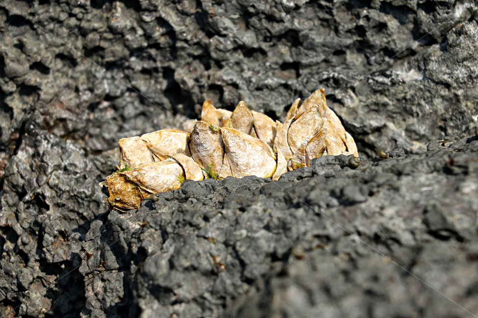 barnacle,거북손,갑각류,거북손붙이,절지동물,식재료,food,요리재료