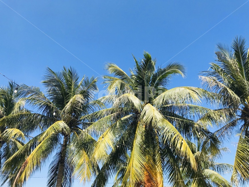 맑음,자연,하늘,호이안,베트남,다낭,여행,자유로움,평화,코코넛,summer,여름,arecaceae,palmtree,식물,plant,나무,tree,야자수
