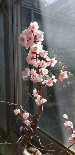 plant,식물,flower,꽃,매화