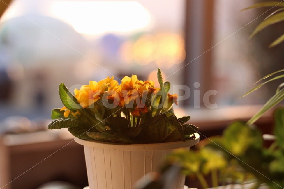 일상,스냅,꽃,집,햇살,휴식,힐링,rest,relaxation,healing,식물,자연,plants,nature,꽃,flower,감성,sensible,feeling