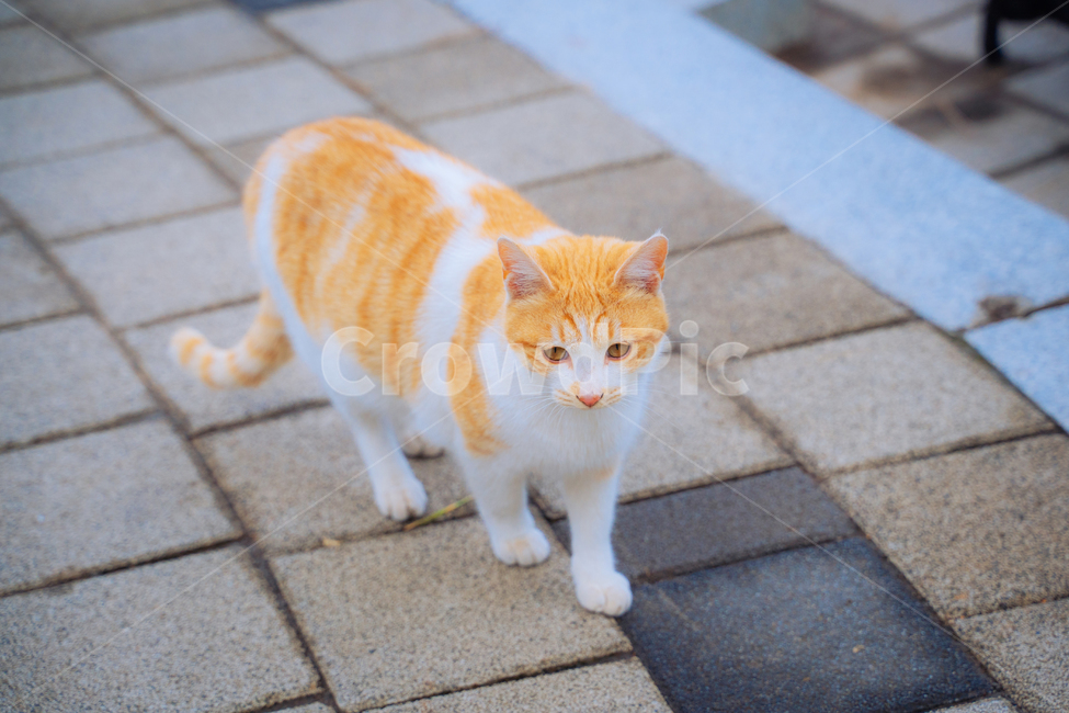 pet,반려동물,고양이,동물,cat,포유류,animal,mammal