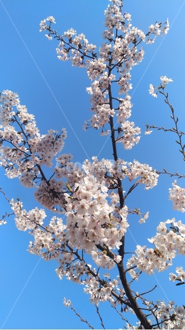 봄,벚꽃,나무,파란배경,자연,하늘,봄,계절,spring,season,plant,식물,flower,꽃,blossom