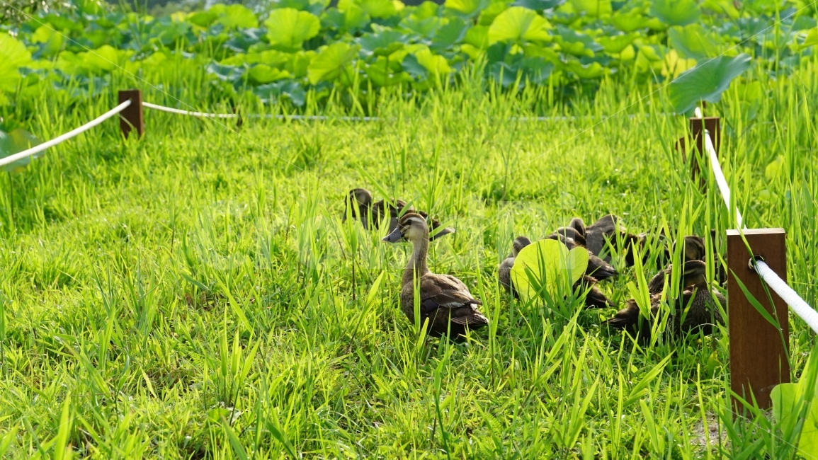 오리,조류,새,동물,잔디밭,풀,식물,연꽃잎,울타리,bird,duck,animal,nature,자연,여름,summer,family,가족,농장,풍경,landscape,계절,season,감성,감성사진,cute,pretty,귀엽다,귀여운,귀여워,동물,animal,조류,새,birds