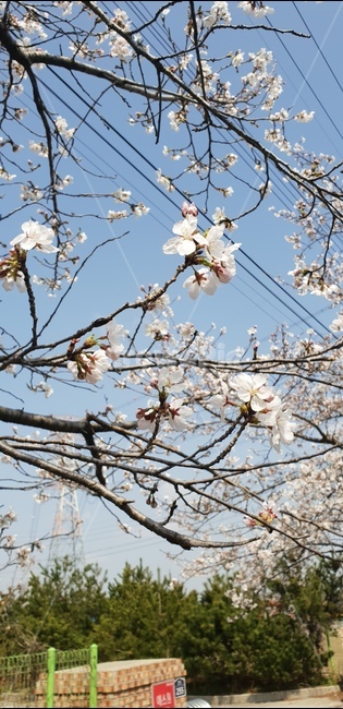 풍경,벗꽃,봄,꽃,4월