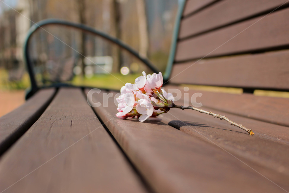 벤치,꽃,벚꽃,식물,봄,따뜻함,blossom,cherryblossom,bench,plant,flower,식물,자연,plants,nature,꽃,flower