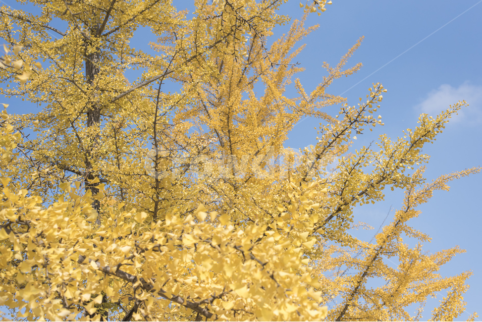 노랑,자연,하늘,풍경,은행나무,가을,계절,fall,autumn,season,식물,자연,plants,nature,나무,trees,wood,plant,tree