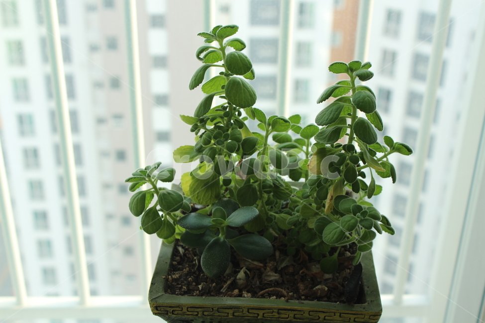 화분,항아리,jar,plant,식물,pottedplant,pottery,실내용화초,화분,화초,house plant
