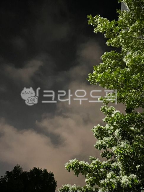 구름,밤하늘구름,밤구름,밤하늘,푸른나무,sky,하늘,tree,나무,nature,자연