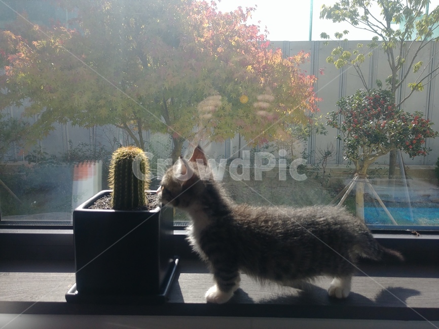 고양이,아기고양이,선인장,동물,plant,cat,kitty,식물,동물,animal,포유류,mammal,고양이,cat,kitten,kitty