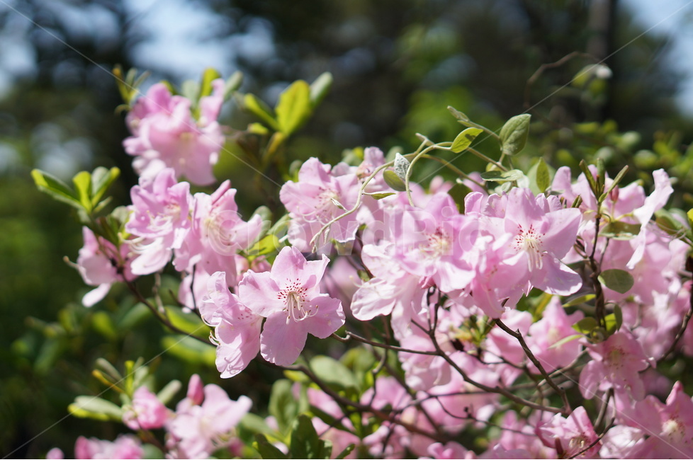 산철쭉꽃,핑크,빛,봄,산,봄,계절,spring,season,식물,자연,plants,nature,꽃,flower,plant,blossom