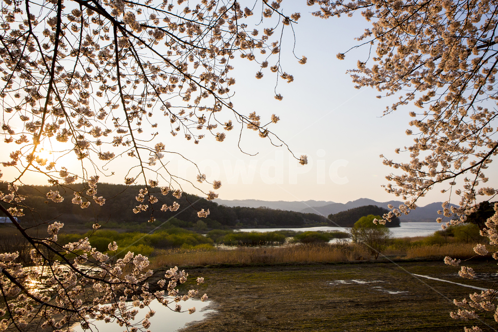 nature,자연,outdoors,plant,식물,tree,나무,벚꽃,대청호,논,풍경,blossom,봄,계절,spring,season,옥외,water,물
