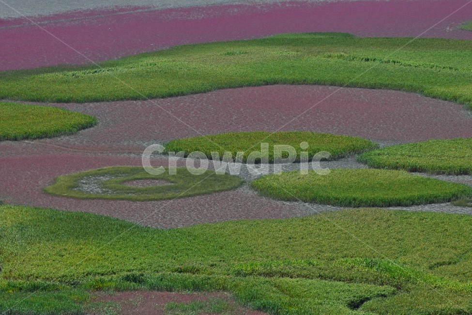 순천,순천만,함초,field,들,outdoors,옥외,landscape,경치,nature,자연,scenery,grassland,목초지,plant,식물,grass,잔디