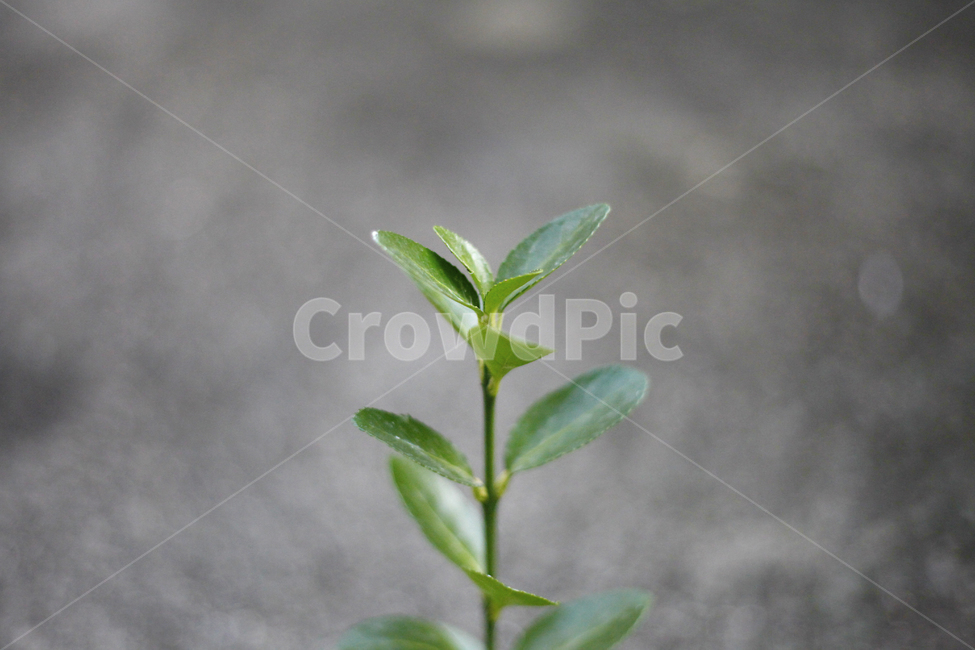 leaf,잎,plant,식물,나무,새싹,tree,초록,green,봄,생명,자연