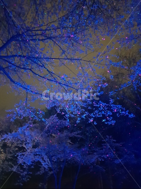 벚꽃,야경,벚나무,조명,led,야경,밤,풍경,nightscape,night,landscape