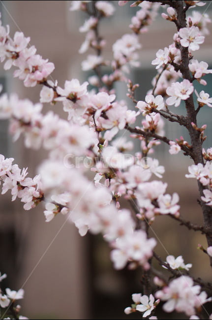 매화,봄,연핑크,길가,저녁,맑음,봄,계절,spring,season,식물,자연,plants,nature,꽃,flower,plant,blossom