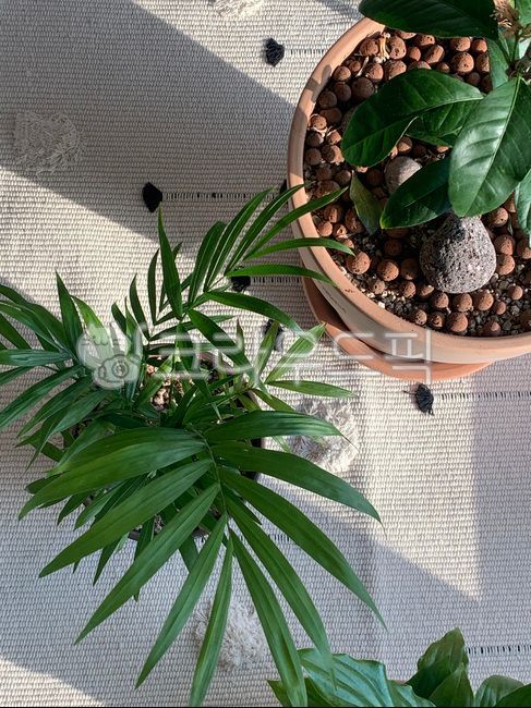 화분,줄기,소품,집꾸미기,꾸미기,식물,leaf,잎