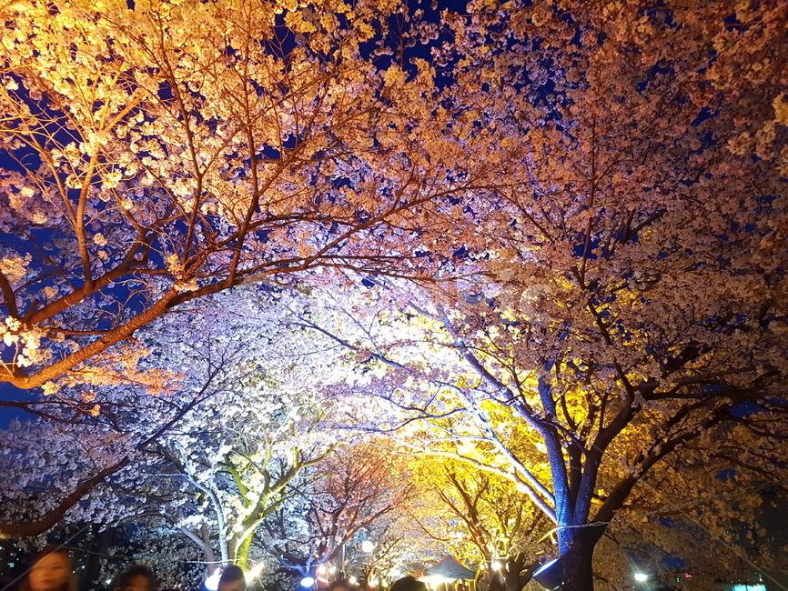 봄,계절,나무,꽃,불빛,색감,감성,나들이,산책,벚꽃,설레임