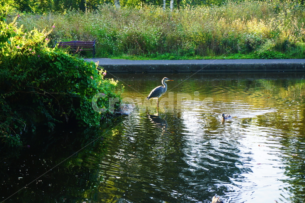 bird,새,animal,동물,water,물,nature,자연,outdoors,옥외,land,땅,왜가리,큰새,동물,animal,조류,새,birds