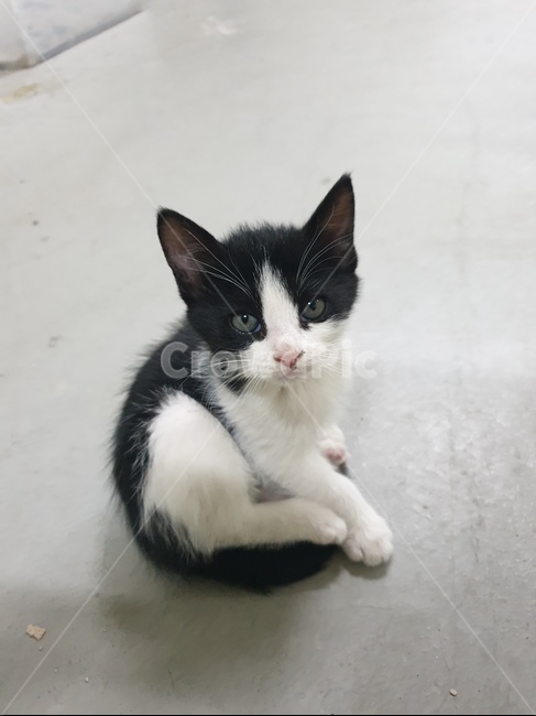 고양이,cat,animal,야옹이,냐옹이,pet,애완동물,동물,포유류